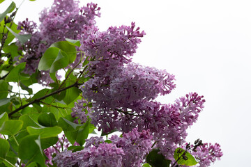 lilac flowers on blooming bush  in the garden with bright sky background