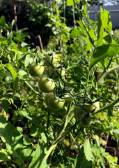 Fresh ripe green tomatoes in the garden.