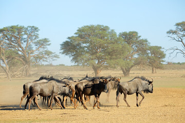 Herd of blue wildebeest (Connochaetes taurinus) in a dusty dry riverbed, Kalahari desert, South Africa.