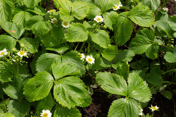 Garden strawberry plant with green leaves and flowers in sunny day