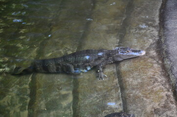 Close up of crocodile in the zoo