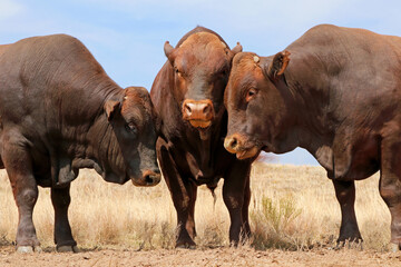 Portraits of three stud Bonsmara bulls on a rural farm - South Africa.