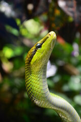 Green snake on the branch in aquarium in Berlin (Germany)
