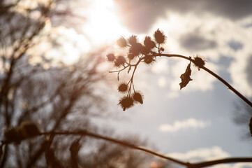 
spine in the evening sun3