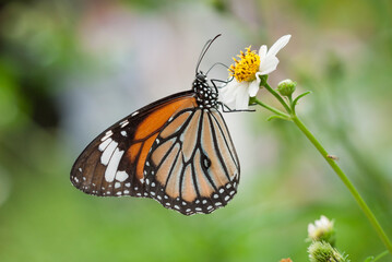 Butterfly collecting honey on a white flower
