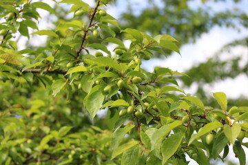 Fototapeta premium Cherry plum fruits ripen on tree branches in early summer