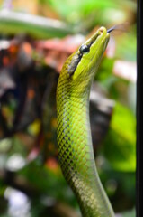 Green snake on the branch in aquarium in Berlin (Germany)