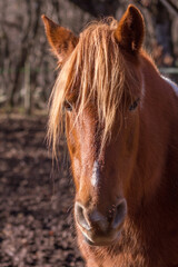 Obraz premium Portrait of orange piebald mare.