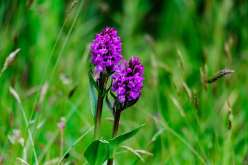 Broad orchid - Dactylorhiza majalis