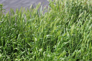 Obraz premium Green grass is eared on the river bank