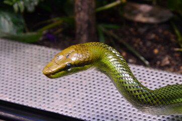 Green snake on the branch in aquarium in Berlin (Germany)