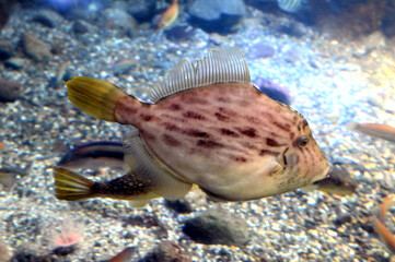 水底近くを素早く泳ぐ　おちょぼ口のカワハギ