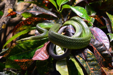 Green snake on the branch in aquarium in Berlin (Germany)