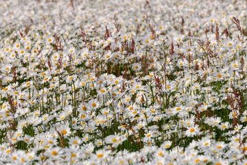 Foto op Canvas veld van papaver bloemen © Nora