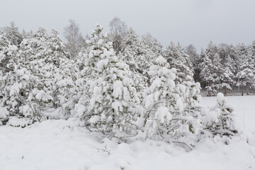 Sunny and snowy winter day in the forest and marsh