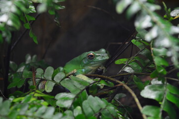 green frog laying on a tree branch