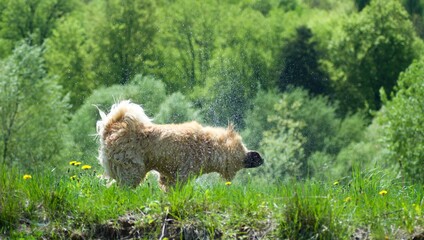 Happy mix breed dog shaking water in the park. Fun, summer, game, cute, green.