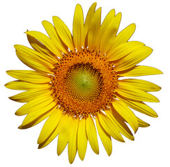 Close up sunflower is blooming beautiful. single One flower. The top view lays flat, Isolated on white background