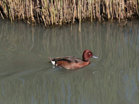 A Ferruginous duck, also ferruginous pochard, common white-eye or white-eyed pochard in the World Wetlands at the Wildfowl and Wetlands Trust London Wetland Centre, Barnes, London, England
