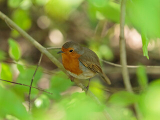 An European robin sheltering between the branches at the Wildfowl and Wetlands Trust London Wetland Centre, Barnes, London, England