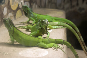 Extinct wildlife animal Green Iguanas walking on ground. Extinct Animal in India. Reptiles of...