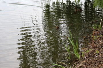 
A wild duck with a brood of ducklings swims along the lake in spring