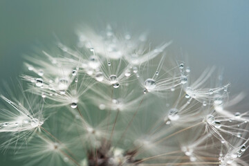 dew drops on dandelion