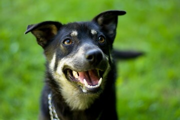 Cute mix breed happy black and tan dog smiling on the green grass background