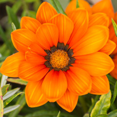 Fototapeta premium Fleur Gazania