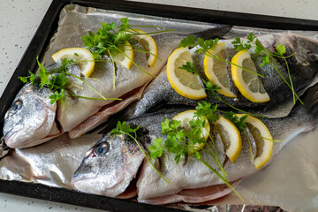 Fresh dorada fish with lemon and parsley on a baking sheet. Fresh seafood