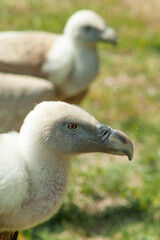 Close up of the head of two vultures landed on a green meadow in summer.