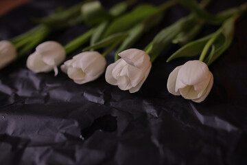 White tulips on a black background. Tulips Spring flowers. Photo of flowers on a postcard.
