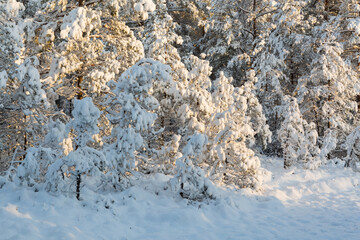 Sunny and snowy winter day in the forest and marsh
