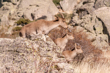 P.N. de Guadarrama, Madrid, Spain. Female wild mountain goat with two baby goats in summer rocky landscape.