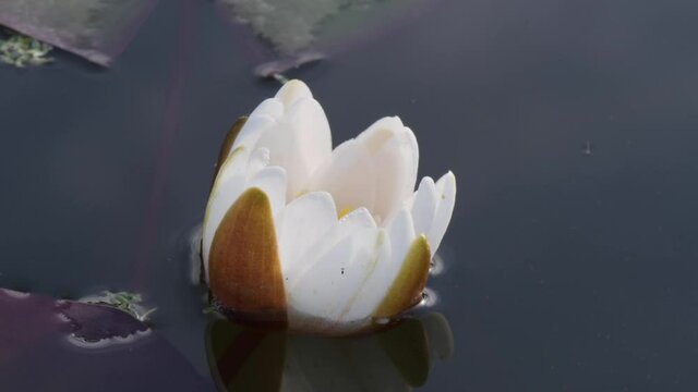 Close-up time lapse of water lily blooming in pond. White lotus flower head fast opening. Nymphaea aquatic flower blossom in water from bud, 4K footage.