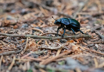 Blue bug on a green leaf