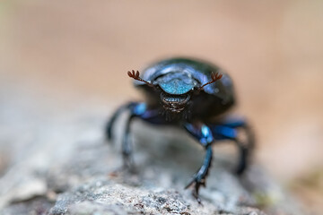 Blue bug on a green leaf