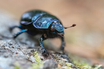 Black beetle on leaves. Bug on a green leaf