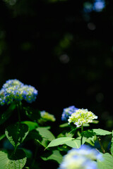 紫陽花