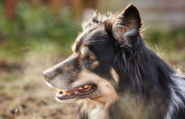 Border collie portrait