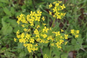 Fototapeta premium Bright yellow flower bloomed in a meadow in summer