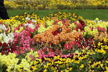 色とりどりの花を咲かす花達