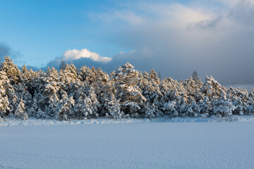 Sunny and snowy winter day in the forest and marsh