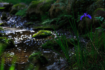 菖蒲の花