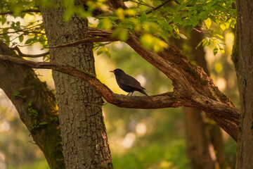 Blackbird at sunset on the branch. Black winged blackbird. 
