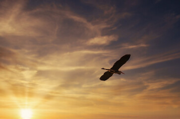 Fototapeta na wymiar Eagle in the sky. Eagle in flight. Bird in flight at sunrise