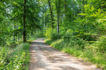 Waldweg