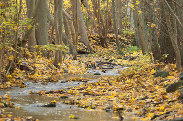 River in an autumn colored forest landscape, Sweden