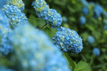 咲き誇るアジサイ