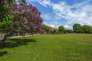 Beautiful summer cityscape with blooming lilacs. St. Petersburg, Field of Mars